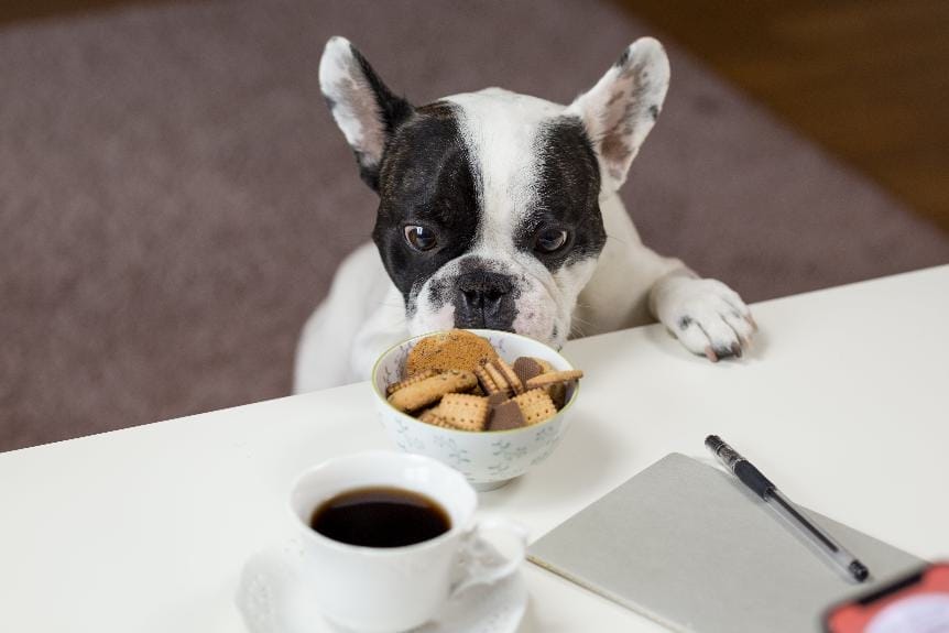 Are Crackers Bad for Dogs? Assessing Risks in Canine Nutrition